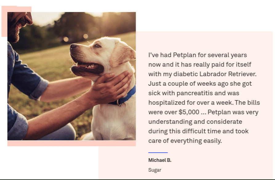 Petplan Pet Insurance 2020 | Compare Quotes