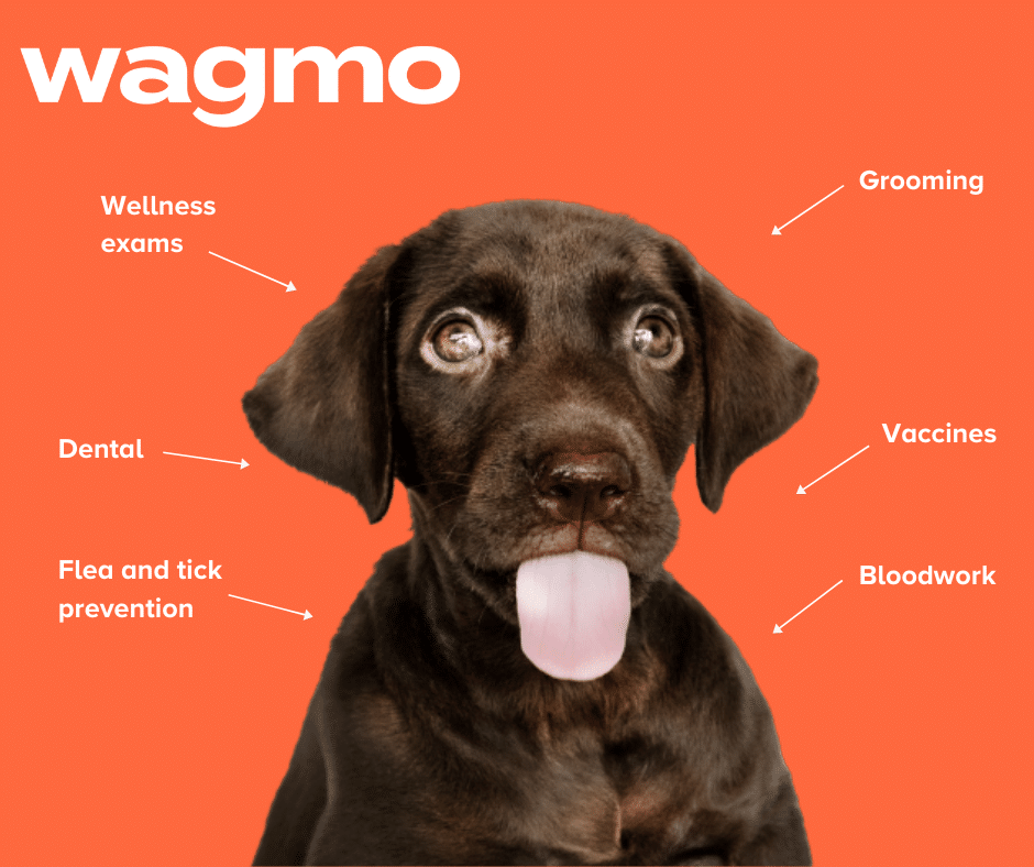 Wagmo Pet Insurance 2021 Compare Quotes