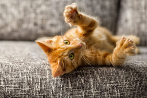 Should You Declaw Your Cat?