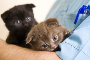 How Much It Costs to Spay or Neuter Your Cat